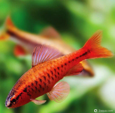 Фото Выбор рыб для первого аквариума: рекомендации для начинающих (photo#157220)