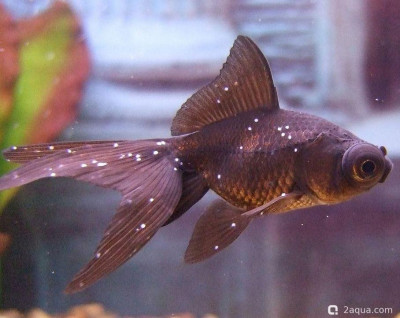 Фото Как лечить аквариумных рыб (photo#157221)
