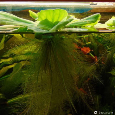 Фото Растения для разведения рыб, как создать идеальный нерестовик (photo#157222)