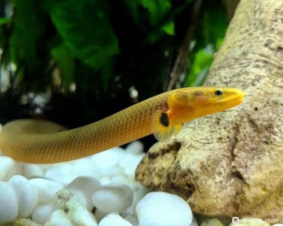 Фото Каламоихт калабарский, содержание и уход (photo#157223)