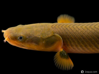 Фото Каламоихт калабарский, содержание и уход (photo#157224)