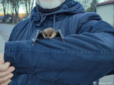 Встретили летучую мышь на прогулке - фото #157238