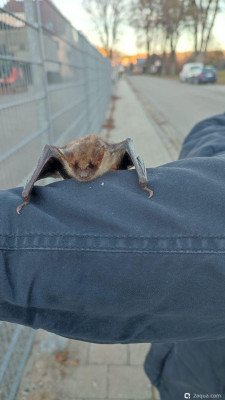 Встретили летучую мышь на прогулке - фото #157239