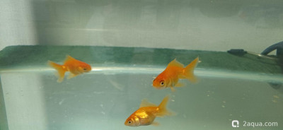 Ширма 135 литров - фото #157241