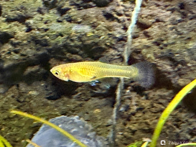 Подводный Романтик. Мой аквариум Fluval Roma 120 литров (Zlatka) - фото #157246