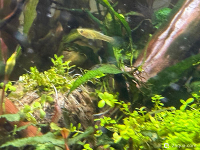 Подводный Романтик. Мой аквариум Fluval Roma 120 литров (Zlatka) - фото #157247