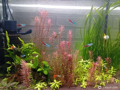 Третий, экспериментальный аквариум на 60 литров (Ленчик) - фото #157248