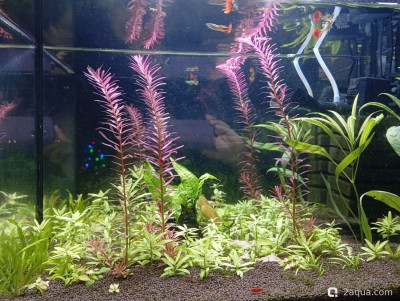 Второй в жизни аквариум 30 литров (Ленчик) - фото #157249