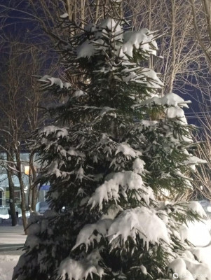 С наступающим 2026, аквариумисты! - фото #157253