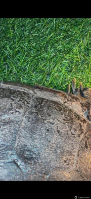 Панцирь облазит красноухая черепаха - фото #157255