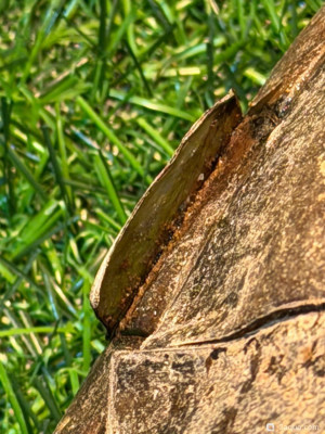 Панцирь облазит красноухая черепаха - фото #157259