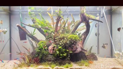 Подводный Романтик. Мой аквариум Fluval Roma 120 литров (Zlatka) - фото #157266