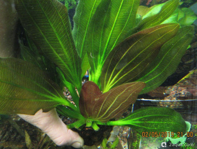 Подводный Романтик. Мой аквариум Fluval Roma 120 литров (Zlatka) - фото #157280