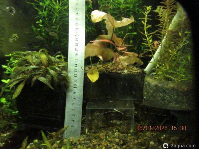 Подводный Романтик. Мой аквариум Fluval Roma 120 литров (Zlatka) - фото #157282