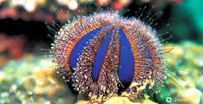 Еж арбузик (Mespilia globulus) - фото #157285