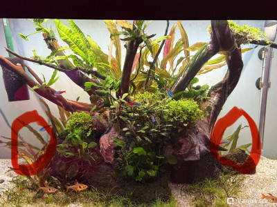 Подводный Романтик. Мой аквариум Fluval Roma 120 литров (Zlatka) - фото #157286