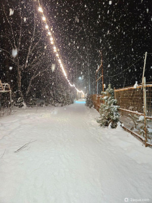 С наступающим 2026, аквариумисты! - фото #157287