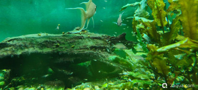 С наступающим 2026, аквариумисты! - фото #157290