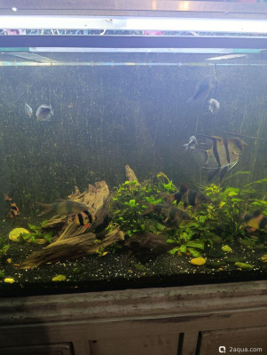 Мой аквариум 300 литров (shok) - фото #157296