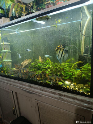 Мой аквариум 300 литров (shok) - фото #157297