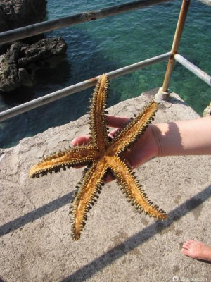 Кто может помочь с определением названия ? - фото #157298