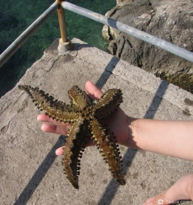 Кто может помочь с определением названия ? - фото #157299