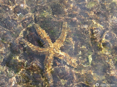 Кто может помочь с определением названия ? - фото #157300