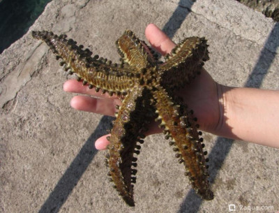 Кто может помочь с определением названия ? - фото #157301