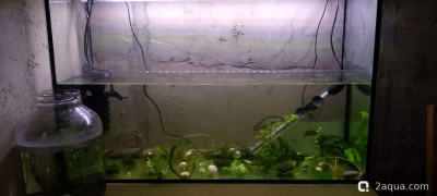 Аквариум - 100 л полигон для экспериментов (Nihilant ) - фото #157340