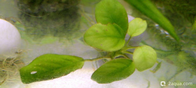 Аквариум - 100 л полигон для экспериментов (Nihilant ) - фото #157347