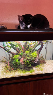 Подводный Романтик. Мой аквариум Fluval Roma 120 литров (Zlatka) - фото #157351