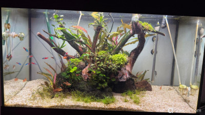 Подводный Романтик. Мой аквариум Fluval Roma 120 литров (Zlatka) - фото #157352