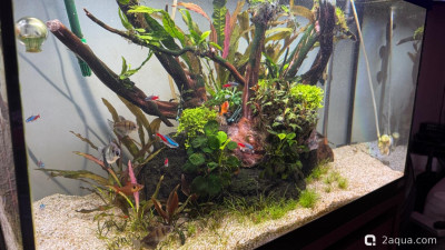 Подводный Романтик. Мой аквариум Fluval Roma 120 литров (Zlatka) - фото #157353