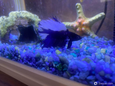 У петуха обесцвечивается плавник - фото #157356