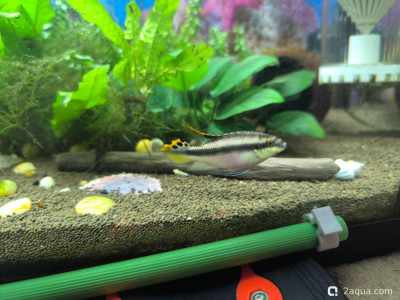 Определение пола пельвикахромиса попугайчика - фото #157357