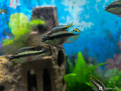 Определение пола пельвикахромиса попугайчика - фото #157359