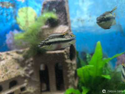 Определение пола пельвикахромиса попугайчика - фото #157360