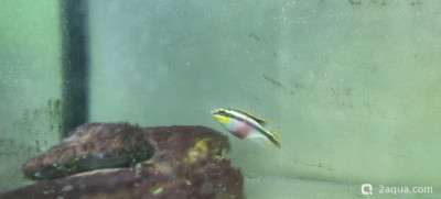 Определение пола пельвикахромиса попугайчика - фото #157363