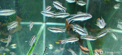 Определение пола пельвикахромиса попугайчика - фото #157364