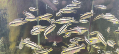 Определение пола пельвикахромиса попугайчика - фото #157365