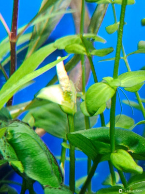 Фото Угловой аквариум 50 литров andrey_che  (photo#157378)