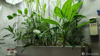 Фото Объединяем два в один, аквариум на 150 литров Serg34  (photo#157381)