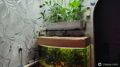Фото Объединяем два в один, аквариум на 150 литров Serg34  (photo#157382)