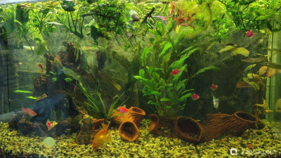 Фото Объединяем два в один, аквариум на 150 литров Serg34  (photo#157383)