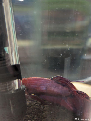 Фото  опухоль у петуха (photo#157384)