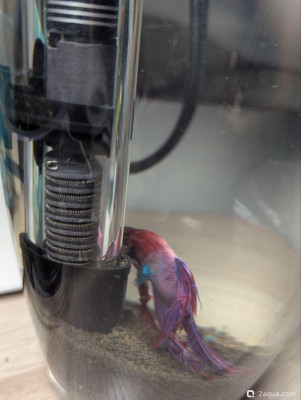 Фото  опухоль у петуха (photo#157385)