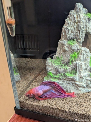 Фото  опухоль у петуха (photo#157386)