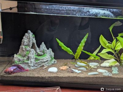 Фото  опухоль у петуха (photo#157387)