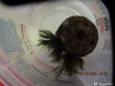 Фото Аквариум ОМУТик Тригон 190 литров Сергей СН  (photo#157390)