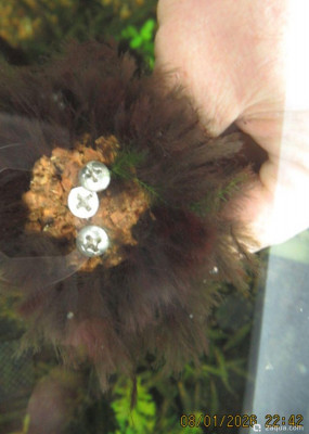 Фото Аквариум ОМУТик Тригон 190 литров Сергей СН  (photo#157391)